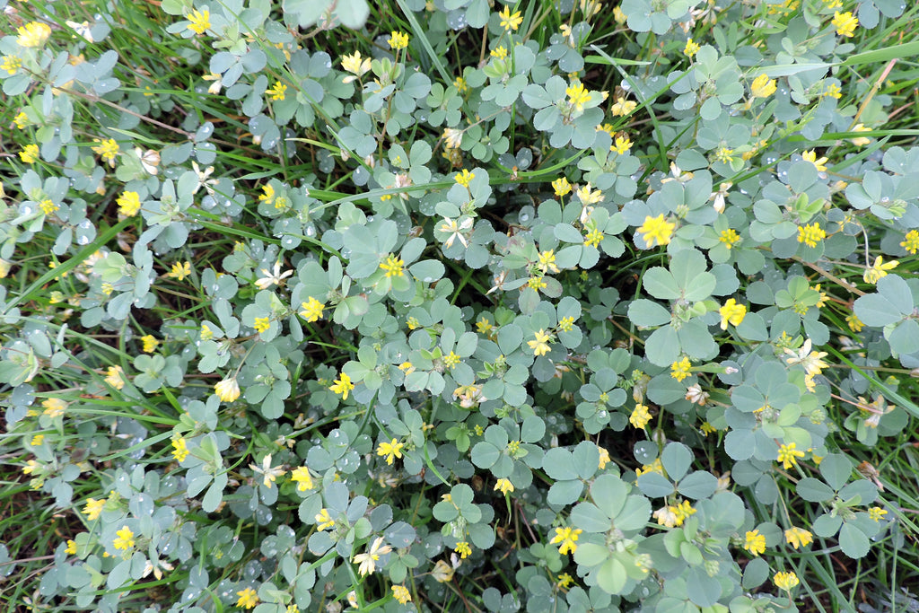 Yellow Clover (Trifolium dubium)