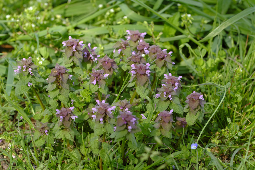 Purple Deadnettle (Lamium purpureum)