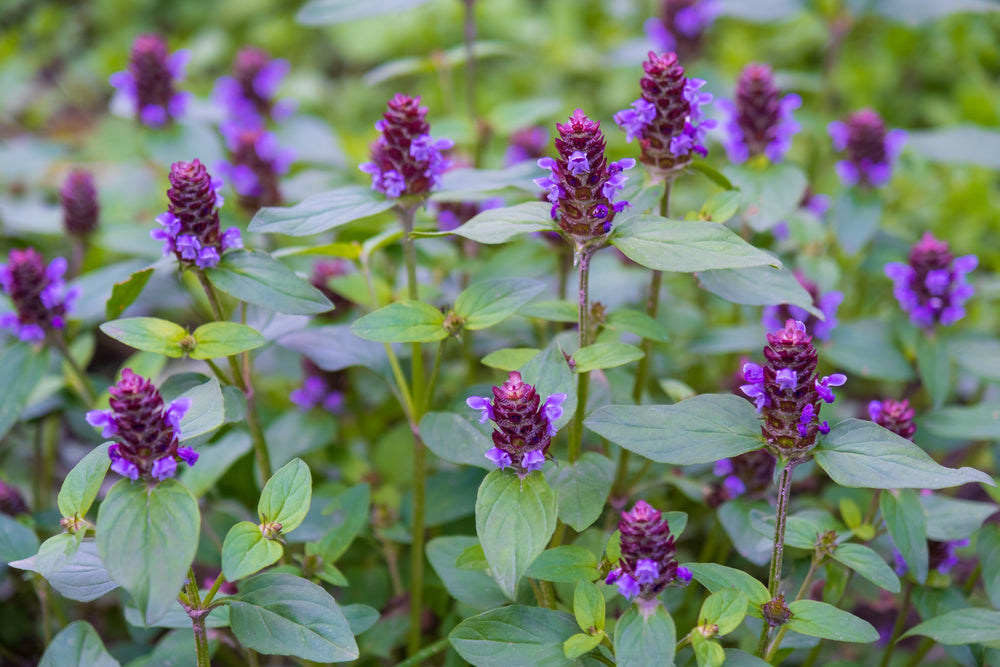 Selfheal (Heal-All)