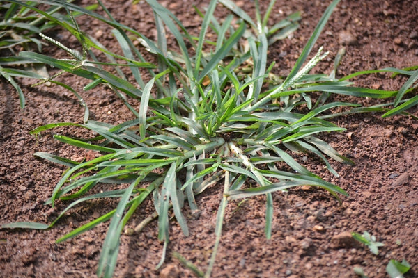 Crabgrass (Digitaria spp.)