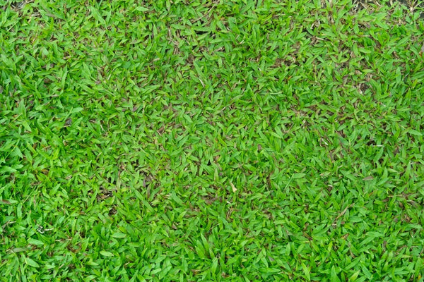 Above view of green grass name of Carpet Grass, Savanna Grass or Axonopus compresus. Large ground cover grass planted in the garden. For background and texured.