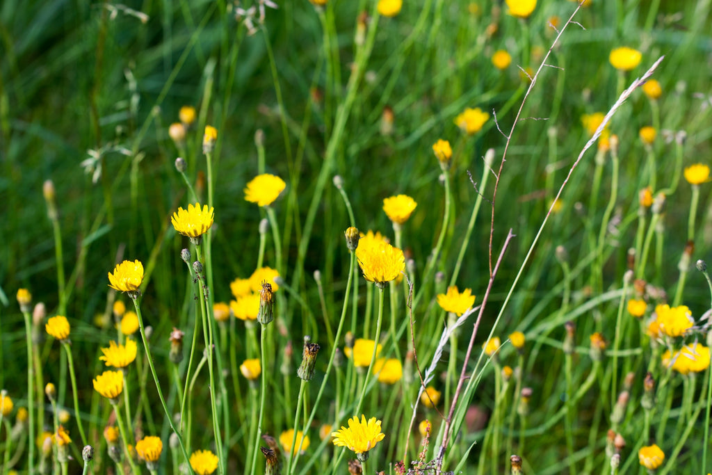 Cat's-Ear (Hypochaeris radicata)