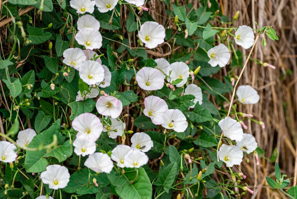 Field bindweed or Convolvulus arvensis or European bindweed or Creeping Jenny or Possession vine herbaceous perennial plant with open and closed white flowers surrounded with dense green leaves