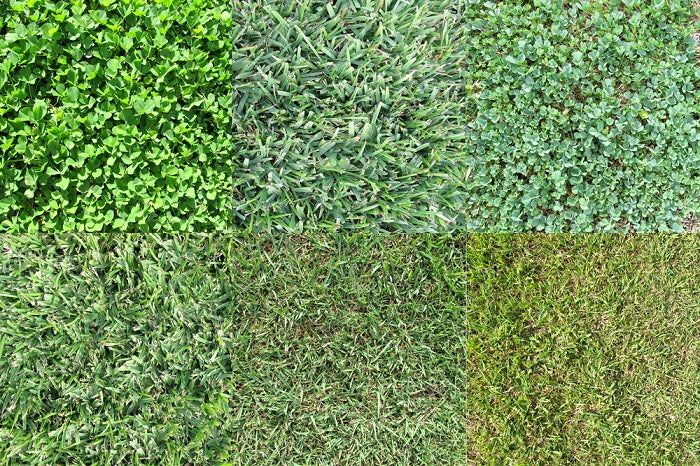 Identifying Your Grass