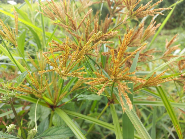 Cyperus rotundus (coco-grass, Java grass, nut grass, purple nut sedge or purple nutsedge, red nut sedge)