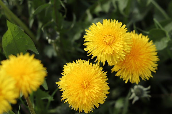 Dandelion plant with fluffy yellow bud Bright yellow dandelion flowers close up in the grass