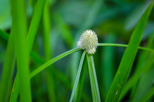 Kyllinga brevifolia is a species of sedge known by several common names, including shortleaf spikesedge, green kyllinga, perennial greenhead sedge, and kyllinga weed