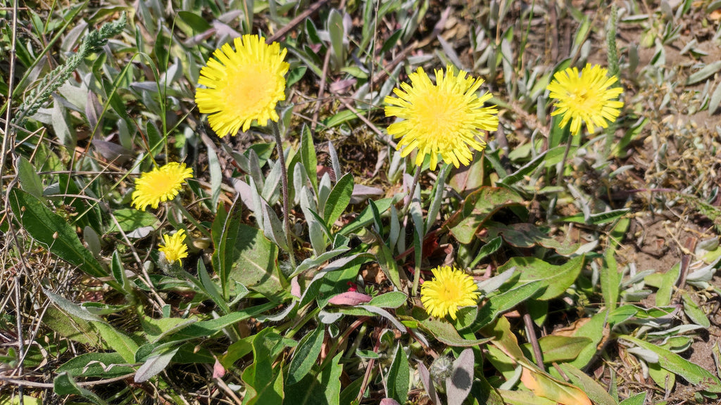 Mouse-Ear Hawkweed (Hieracium pilosella)