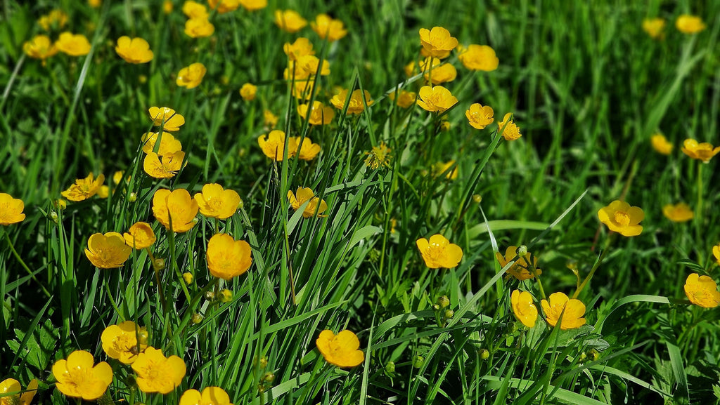 Buttercup (Ranunculus spp.)