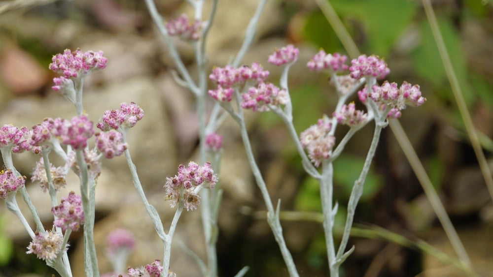 Purple Cudweed