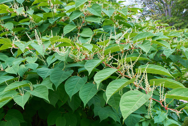 Blooming Sakhalin Knotweed or Fallopia sachalinensis in autumn