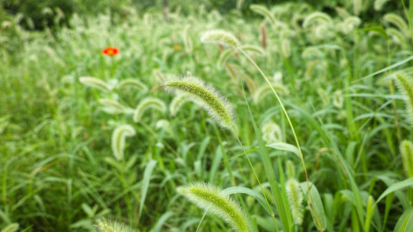 Green foxtail weeds in nature.