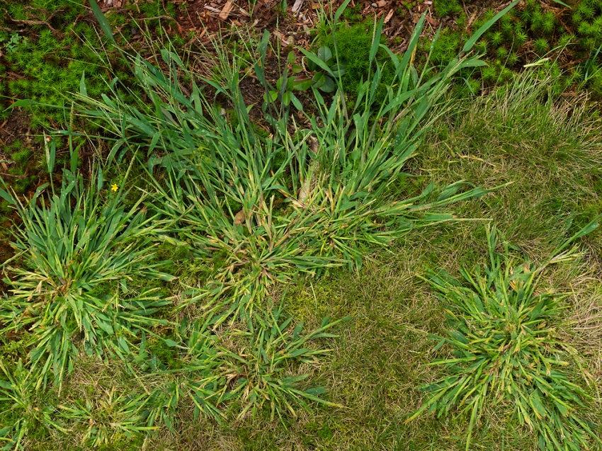 Crabgrass (Digitaria spp.)