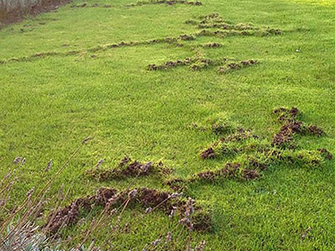 mole tracks in lawn
