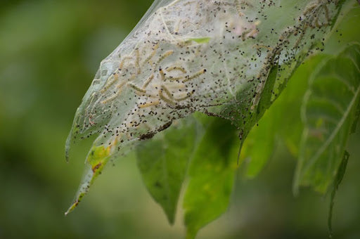 Sod Webworms on a leaf