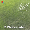Large patch lawn fungus after treatment