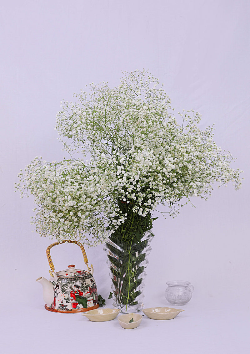 Bulk Flowers Fresh Baby's Breath White Flowers