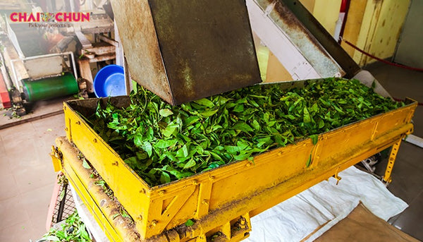 production of the Champagne of teas happens in a factory
