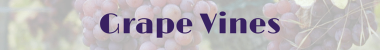 Grape vines header