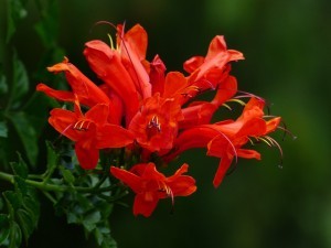 Honeysuckle flower in full bloom