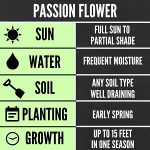 Tips for growing Passion Flowers