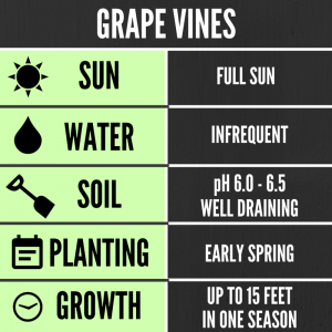 Tips for growing grape vines in your backyard