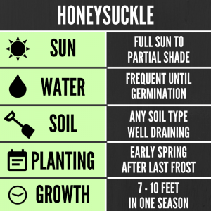Tips for growing Honeysuckle in your backyard