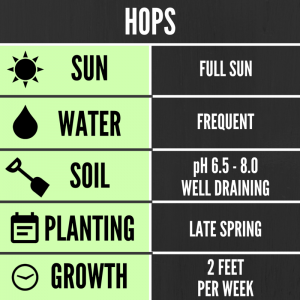 Tips for growing hops in your backyard