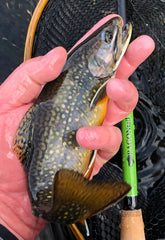 small trout on a tenkara fishing rod - flopping brook trout