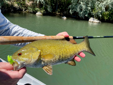 Nice small mouth bass on a Tenkara rod