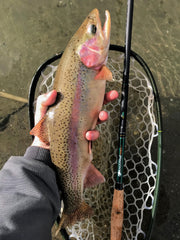 big trout on the Hydra tenkara rod