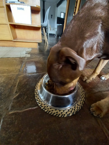 Dog eating Turmeric Golden Paste