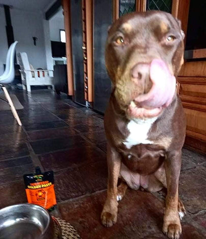 Dog licking lips after eating Turmeric Golden Paste