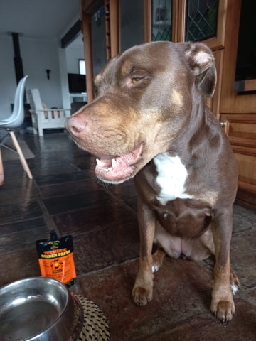 Healthy dog waiting for next meal with Turmeric Golden Paste