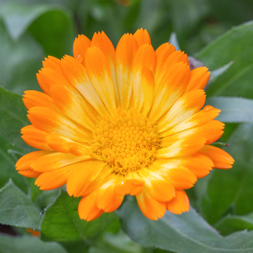 Calendula 'Neon' seeds - Calendula officinalis