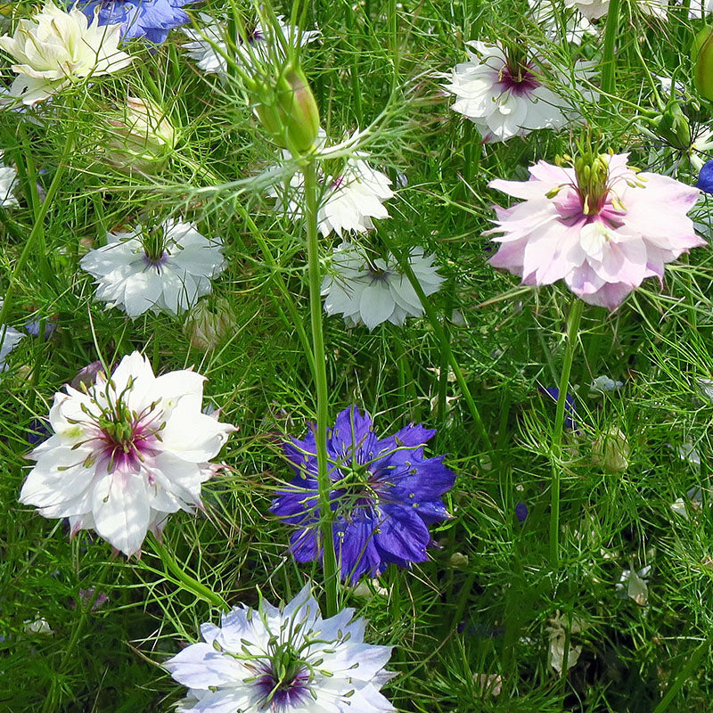 Nigella Damascena Persian Jewels Love In A Mist Seeds Stocks Green