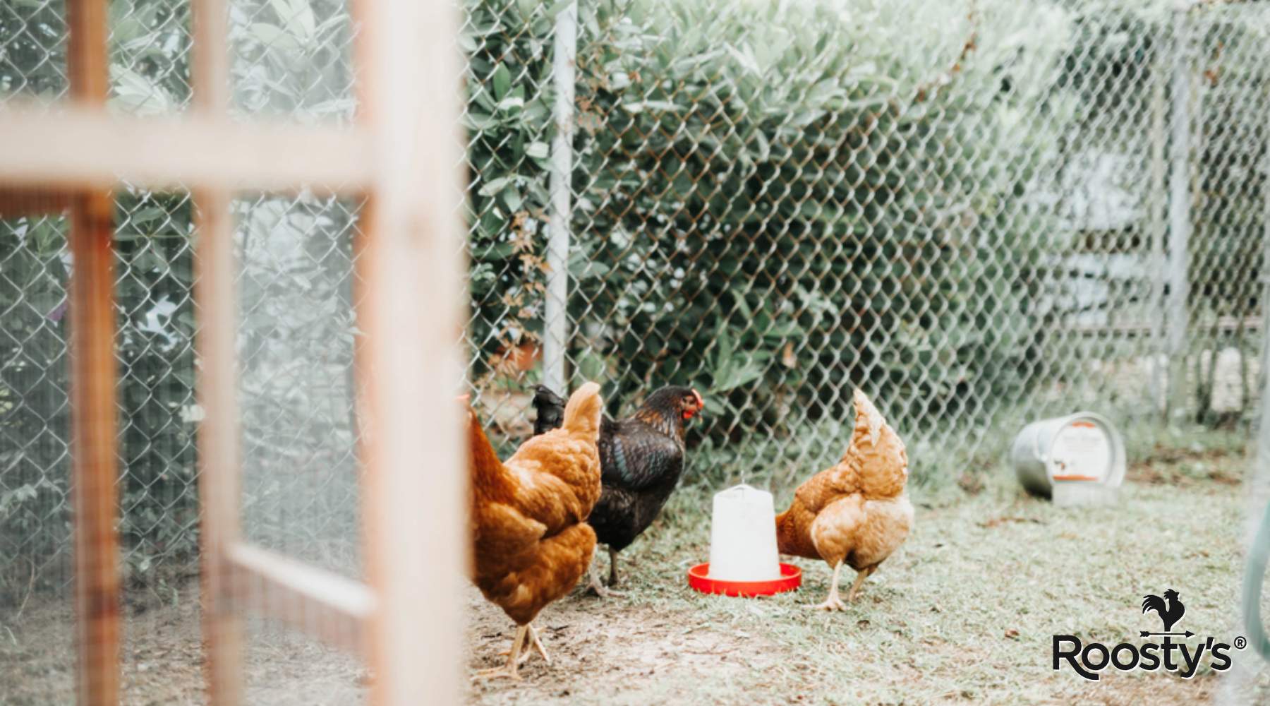 Best Chicken Feeders and Waterers