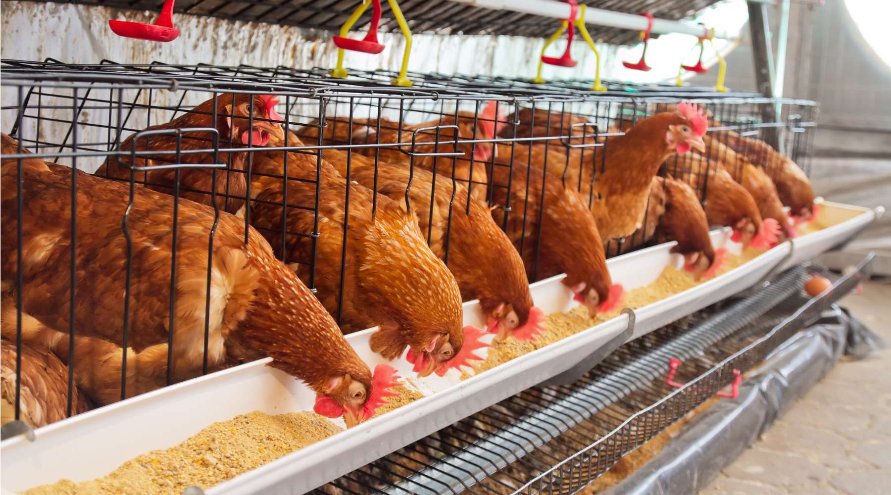Best Chicken Feed for Egg Production: How to Maximize Laying with the Right Feed