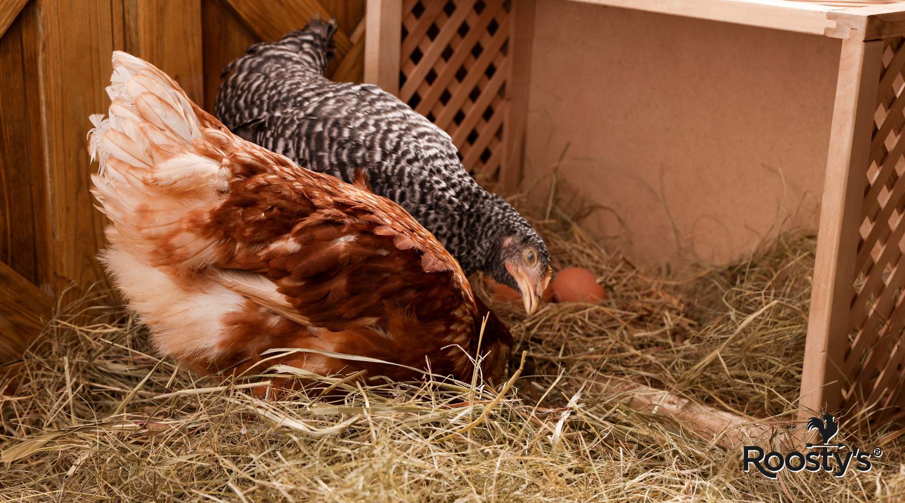 Easy DIY Chicken Nesting Boxes