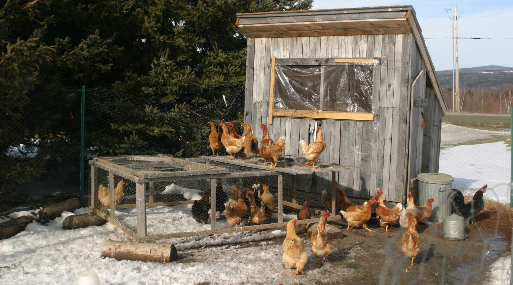Frugal Ways to Build a Chicken Coop: The A-Frame Chicken Coop Design