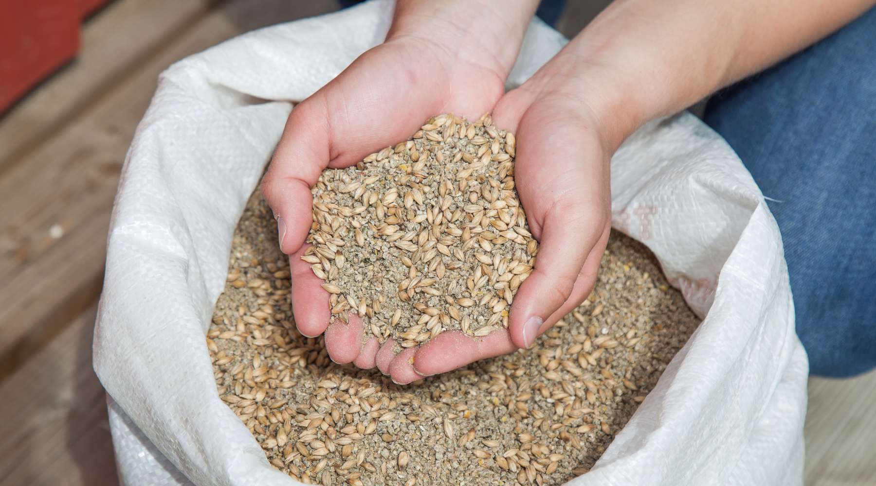 The importance of high-quality chicken feed