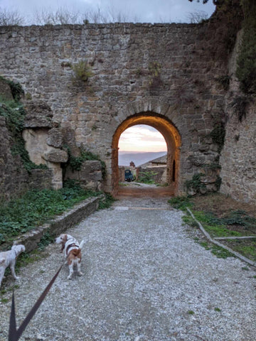 2 dogs on leashes walking towards an old stone wall and archway.