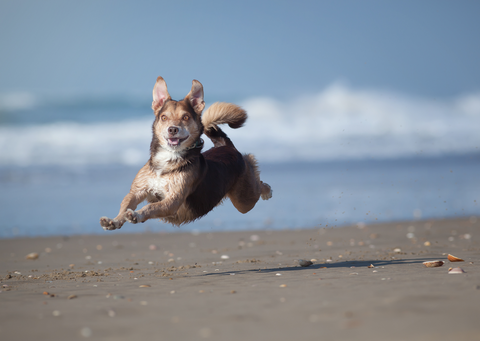 happy dog running on beach