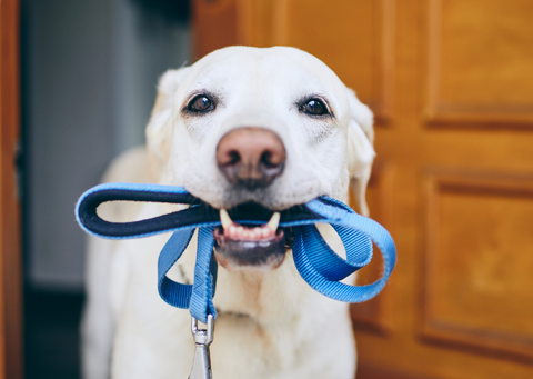 labrador dog holding a folded blue leash in his mouth and looking directly at the camera as if asking to go for a walk.