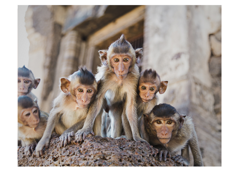 group of young monkeys looking at the camera