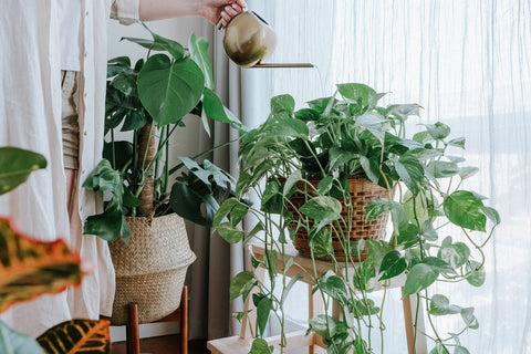 plantas en casa