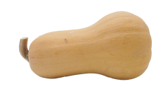 Butternut Squash