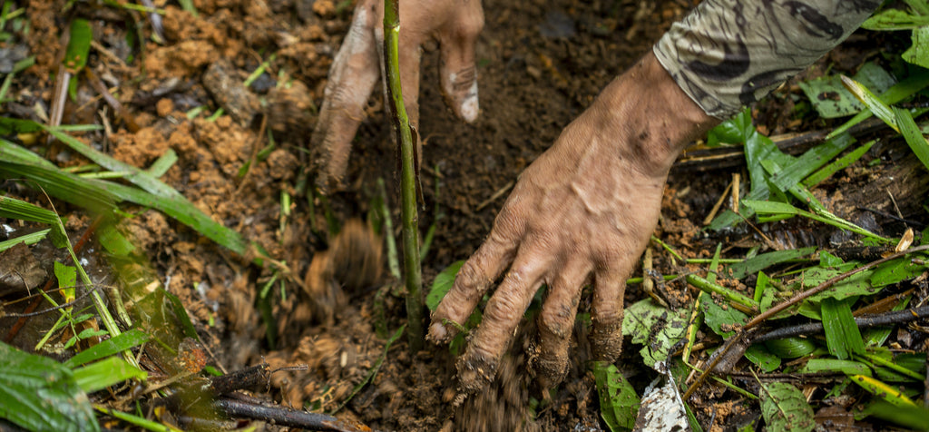 One Tree Planted - reforestation partner