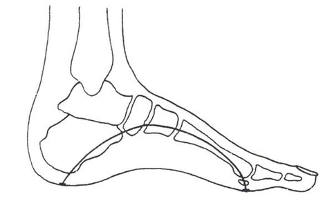 A sketch of the bones that make up the curve of the foot’s arch