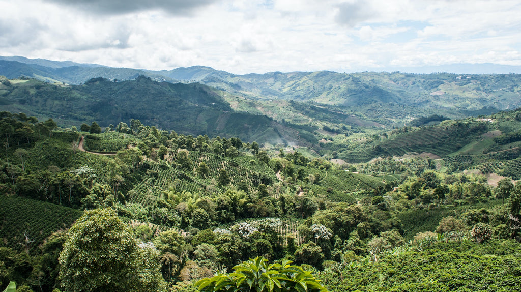 High altitude coffee producing areas (Photo: Julian andres)